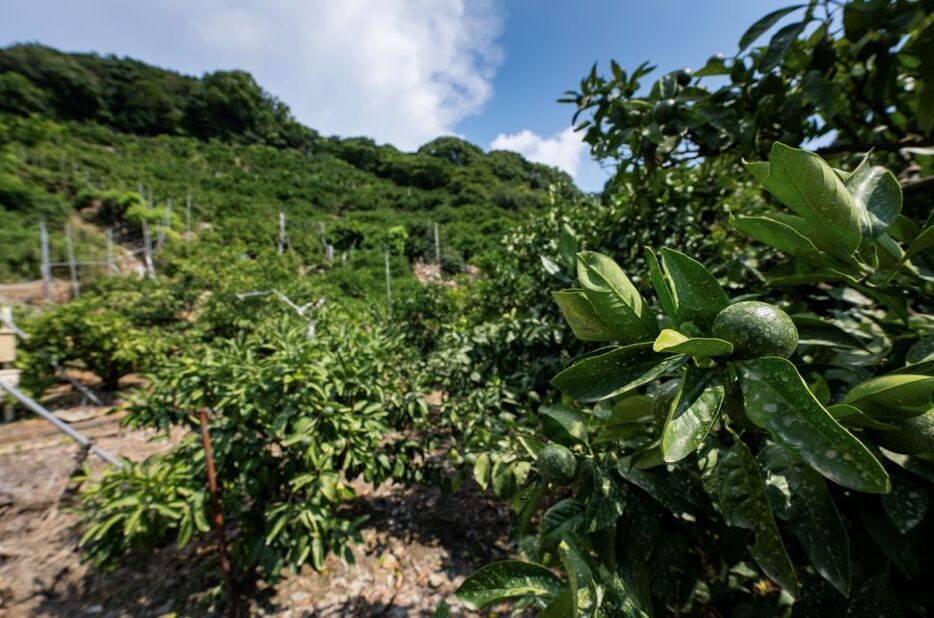 海岸線のすぐ近くに山があり、日当たりのよい斜面にみかん畑が広がっている。毎年9月中旬から1月中旬まで名産の「有田みかん」が収穫され、日本各地に運ばれていく