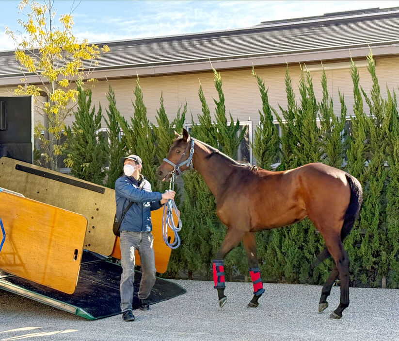 京都競馬場に到着したブラウンラチェット（カメラ・山本　理貴）