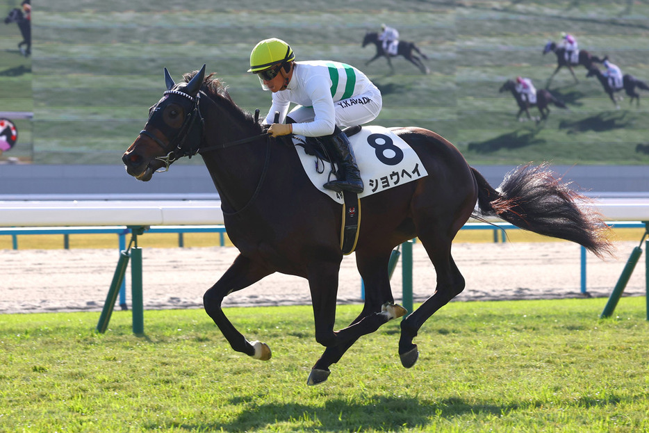 大物感あふれる内容で初勝利を挙げたショウヘイ