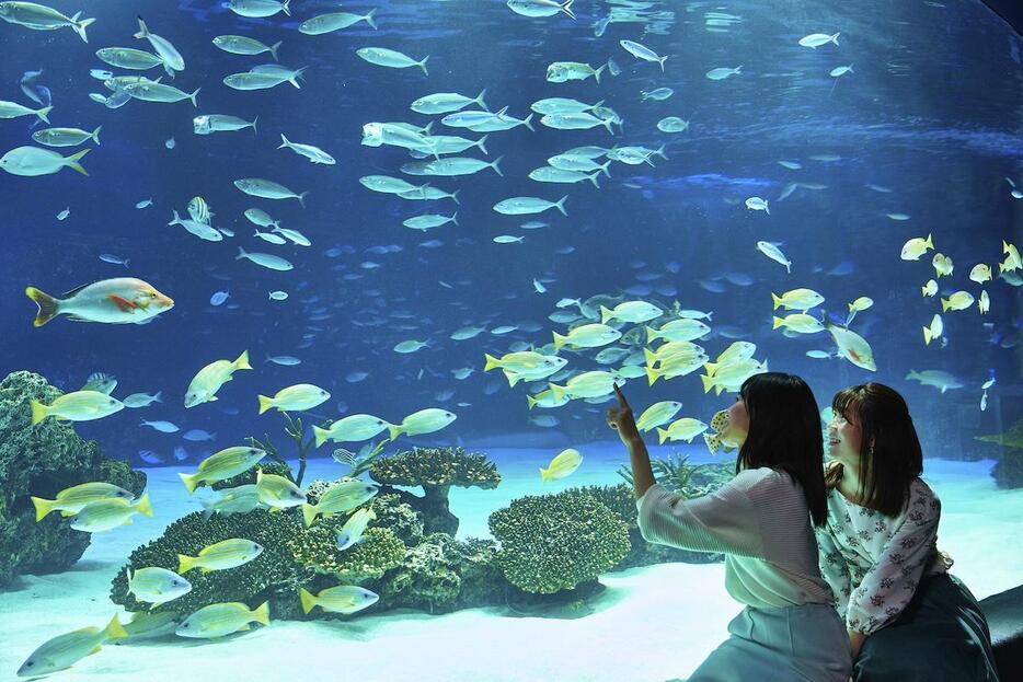 水族館貸し切り体験イメージ（写真提供＝サンシャインシティ）