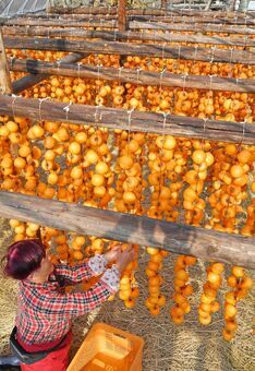 つるした柿の乾き具合を確かめる生産者の上野公野さん＝佐賀市大和町松梅地区