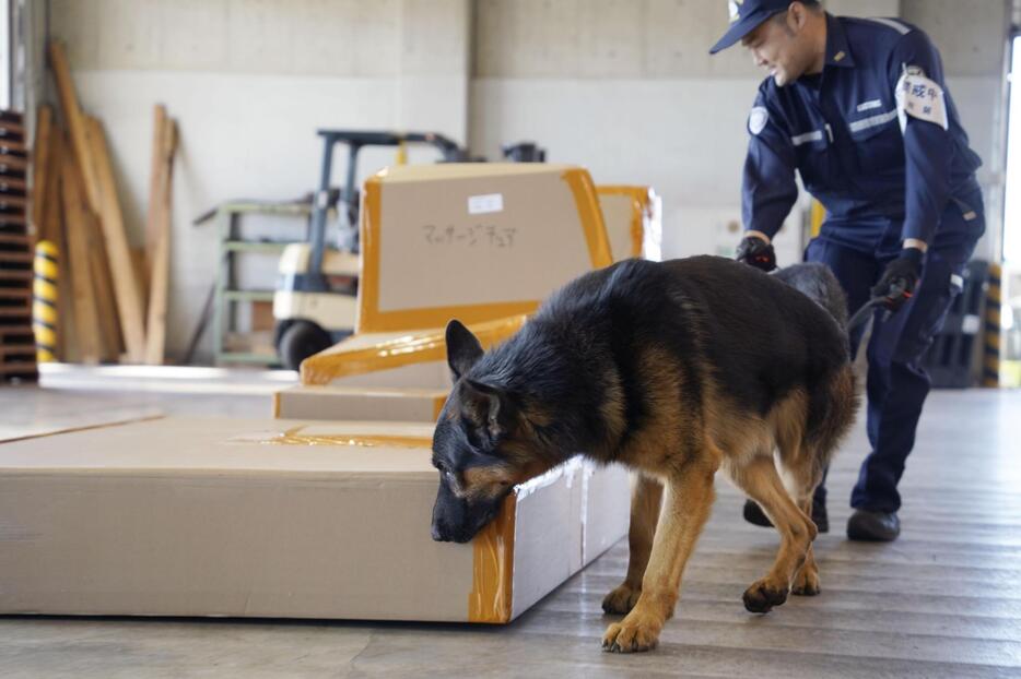 「青海コンテナ検査センター」で貨物を調べる麻薬探知犬＝10日午前、東京都江東区