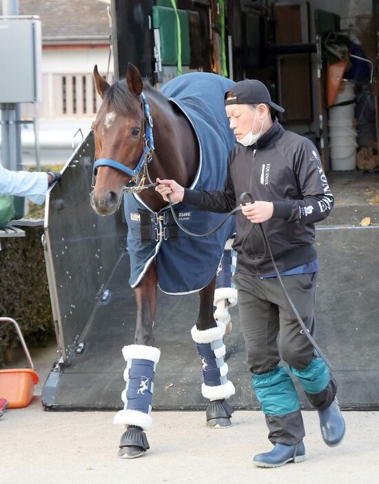 中山競馬場に到着したブローザホーン＝中山競馬場（撮影・塩浦孝明）