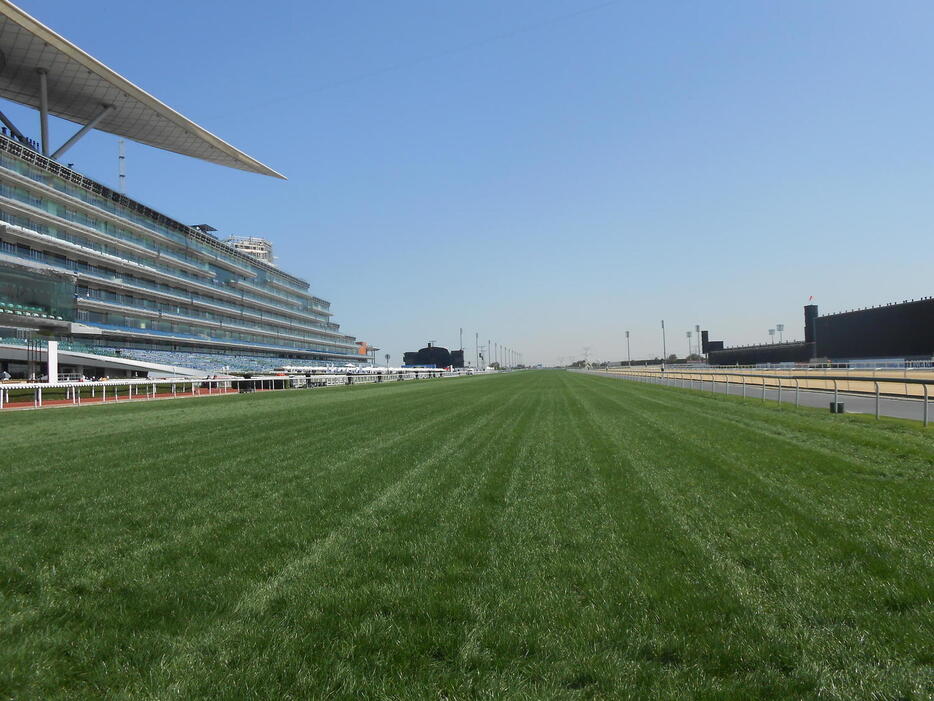 メイダンの直線競馬。ゴール地点から撮影