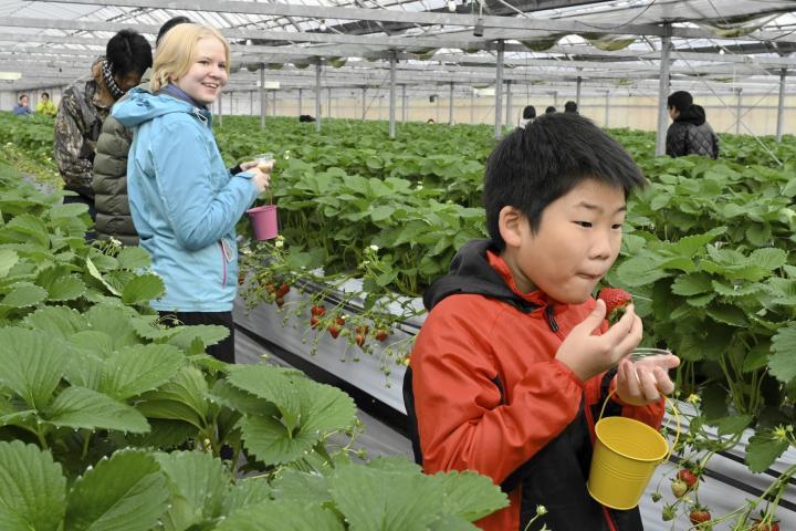 オープンした観光イチゴ園で食べ比べを楽しむ来園者