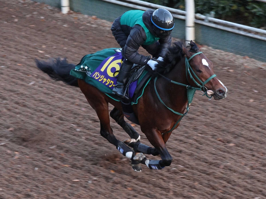 坂路で追い切るパンジャタワー（撮影・亀井直樹）