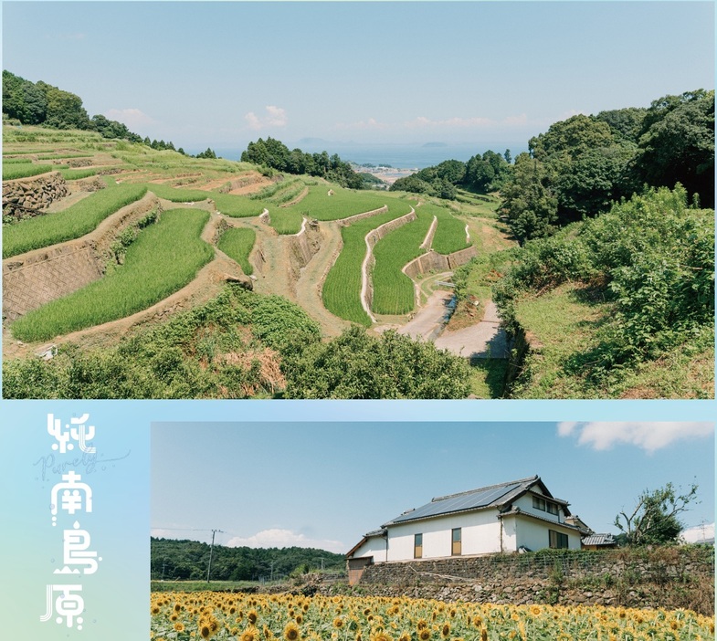 長崎県南島原市の谷水棚田とひまわり畑