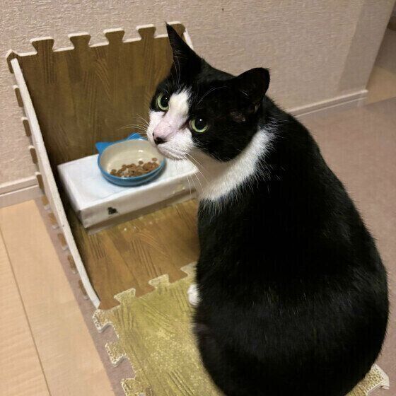 ゴハンを食べる猫