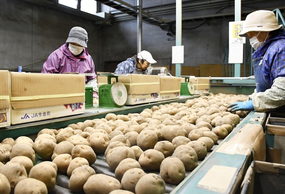 ベルトコンベヤーを流れる「今金男しゃく」（北海道今金町）＝2019年11月