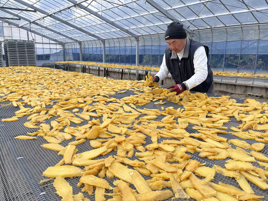 盛期を迎えた御前崎市特産の「いも切り干し」作り＝12月20日、御前崎市白羽の斎藤農産