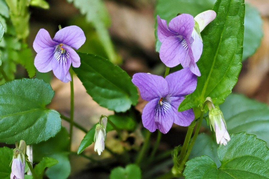 可憐な花が咲くニオイスミレ（写真はイメージ）【写真：写真AC】