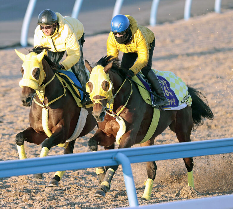 Wコースで追い切ったウシュバテソーロ（右）とウィルソンテソーロ（カメラ・荒牧　徹）