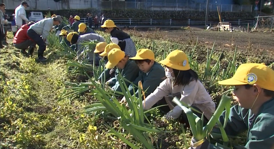 岩津ねぎの収穫体験をする山口小学校の児童