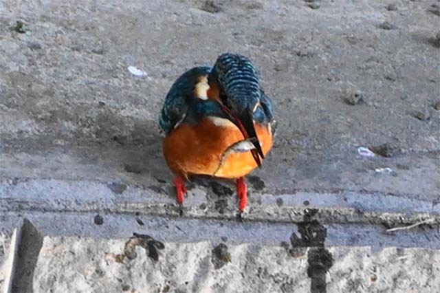 魚を食べるカワセミ