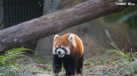 台北動物園のレッサーパンダ（提供写真）。