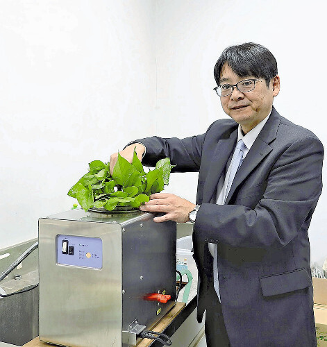 「洗うだけでホウレンソウがみずみずしくなる」と話す尾田准教授（柏市で。東京大大学院提供）