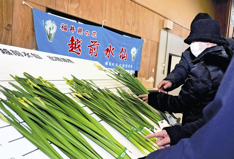 スイセンの出来を確認する生産者ら（福井県越前町で）