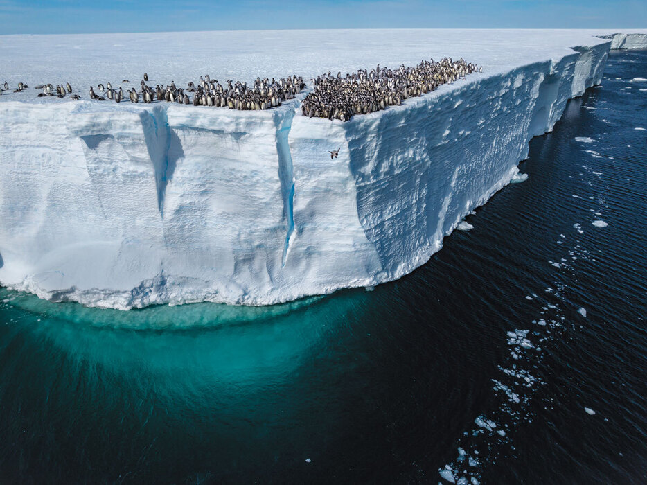 高さ15メートルの崖から初めて海に向かって「飛ぶ」コウテイペンギンのひなたち。（Photograph by Bertie Gregory）