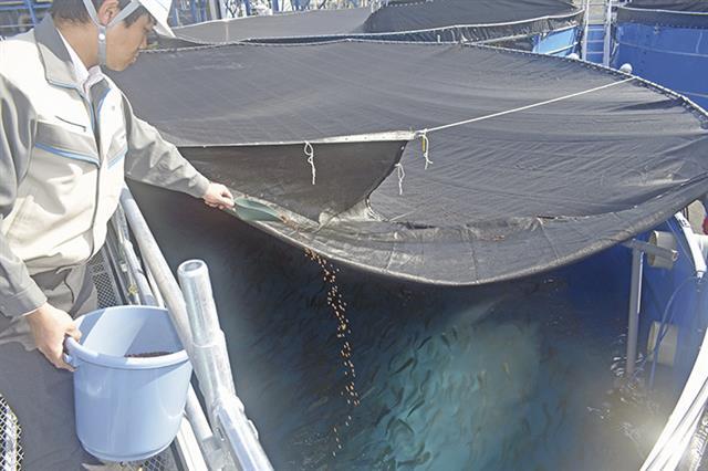 増設した水槽で養殖するサーモンの稚魚に餌やりを行う担当者（知多緑浜工場で）