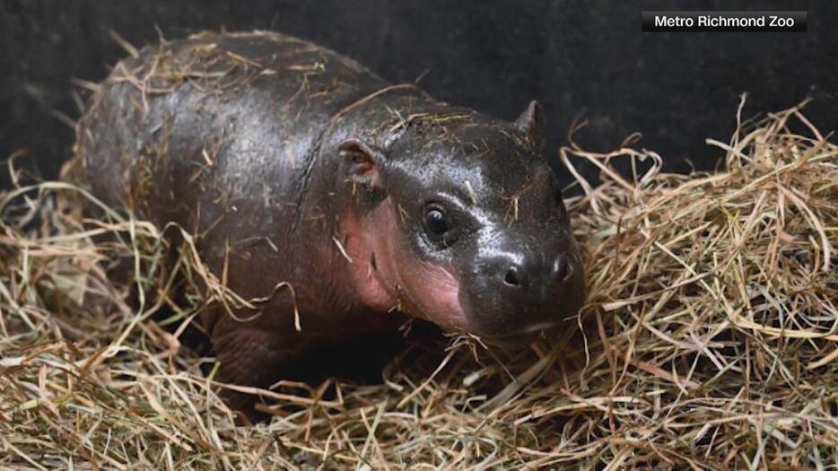 かわいいコビトカバの赤ちゃん