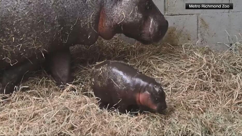 かわいいコビトカバの赤ちゃん