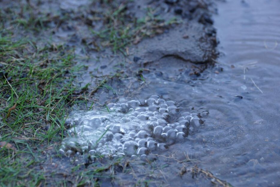 東京・町田市の住宅の庭に湧いた気泡。池もない場所の地表に突然噴出した。（撮影／樫田秀樹）