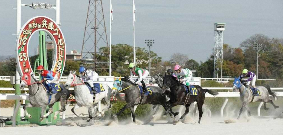 芦毛馬同士の一戦となった園田競馬5R「White　Christmas」