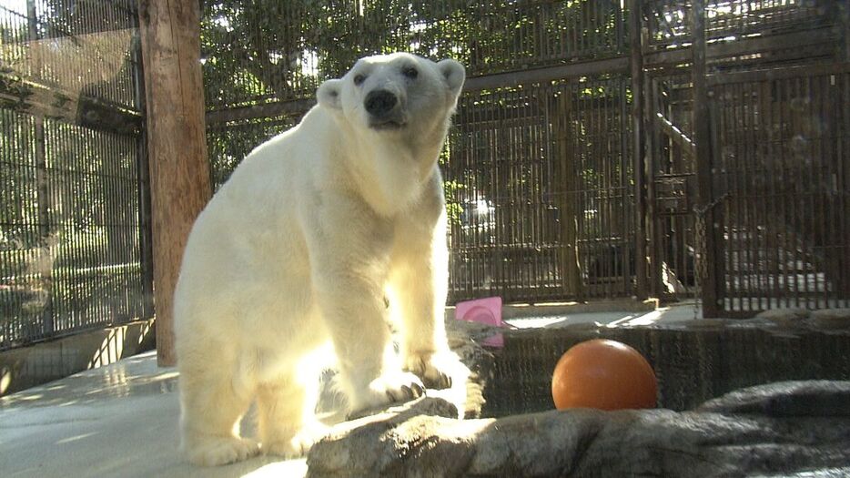 ２５歳になったホッキョクグマのピース