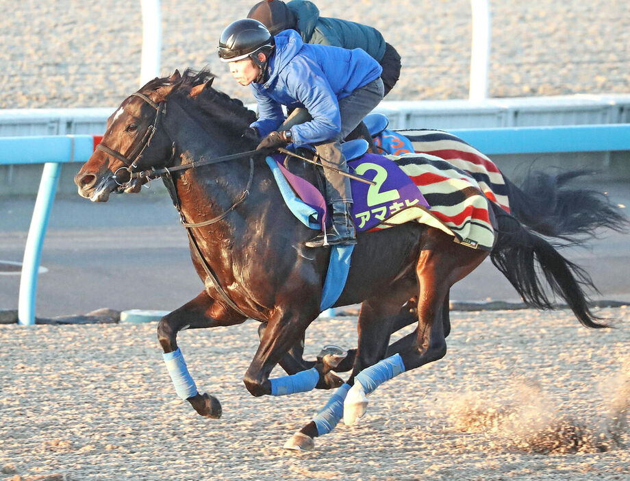 アマキヒ（手前）はパラレルヴィジョンと併せ馬（カメラ・荒牧　徹）