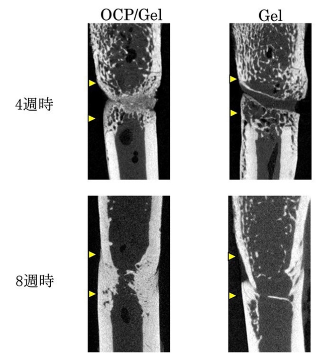 ラット大腿骨での骨形成評価