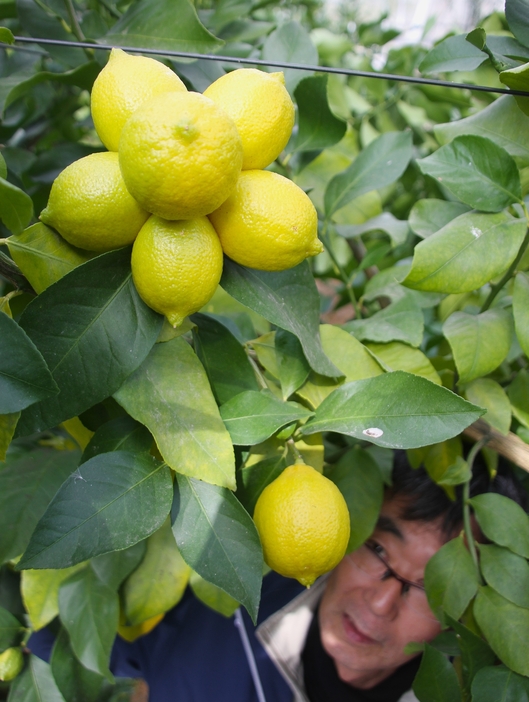 果実が集まり「花」のように見えるレモン。密集した花がつくった偶然の産物＝2024年12月19日午前11時59分、兵庫県丹波市内で