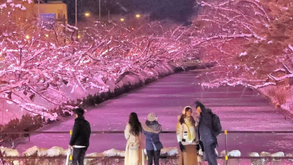 桜をイメージしてライトアップされた弘前公園の外壕＝１７日午後５時２０分ごろ、青森県弘前市