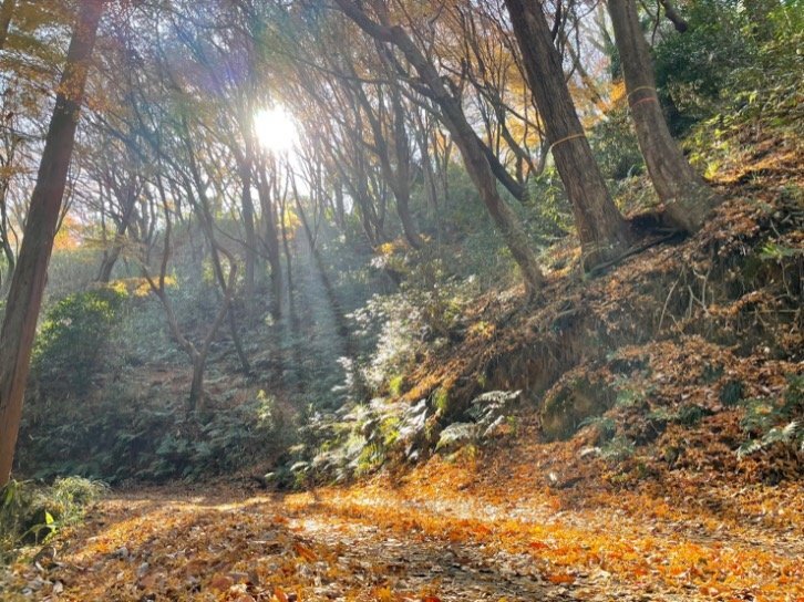 落ち葉のじゅうたんが敷き詰められた飯盛山トレイル（撮影：菊川光徳）