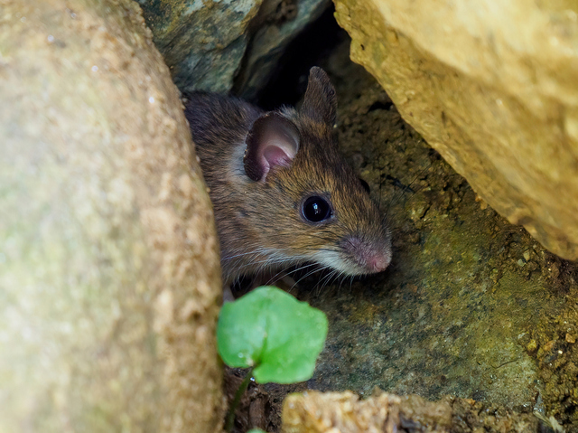 自閉スペクトラム症児の糞便移植をされた親から生まれたマウスで、自閉スペクトラム症に近い症状がみられた photo by gettyimages