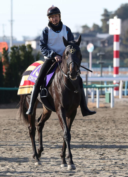 25日の美浦、追い切りを終えて馬場を出るピコチャンブラック