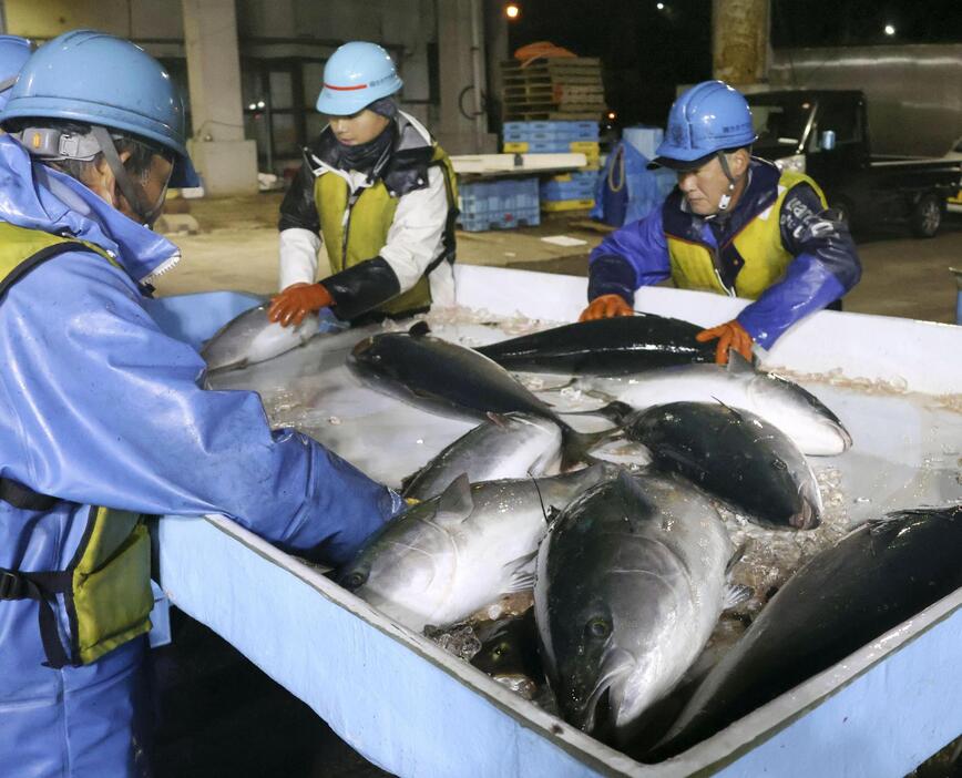 水揚げされた寒ブリを仕分ける漁師＝2日午前、石川県能登町の宇出津港