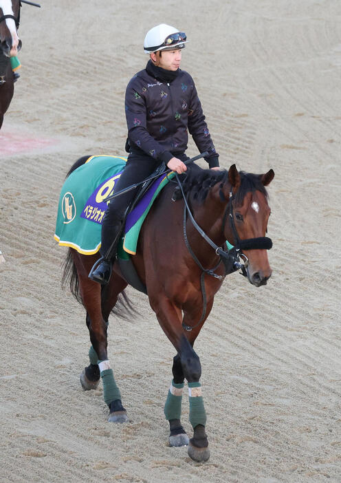 11日、横山和騎手を背に調教から引き揚げるベラジオオペラ