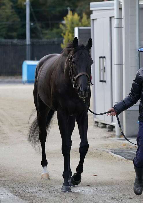 クロワデュノール＝栗東トレセン（撮影・岩川晋也）