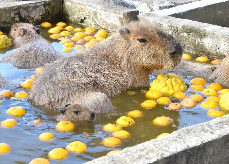 家族と共に、初入浴を楽しむカピバラの赤ちゃん＝21日、館山市