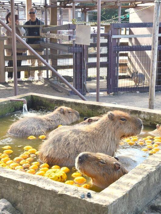 爽やかな香りが広がるゆず湯に入り、気持ちよさそうな表情のカピバラたち＝21日、館山市