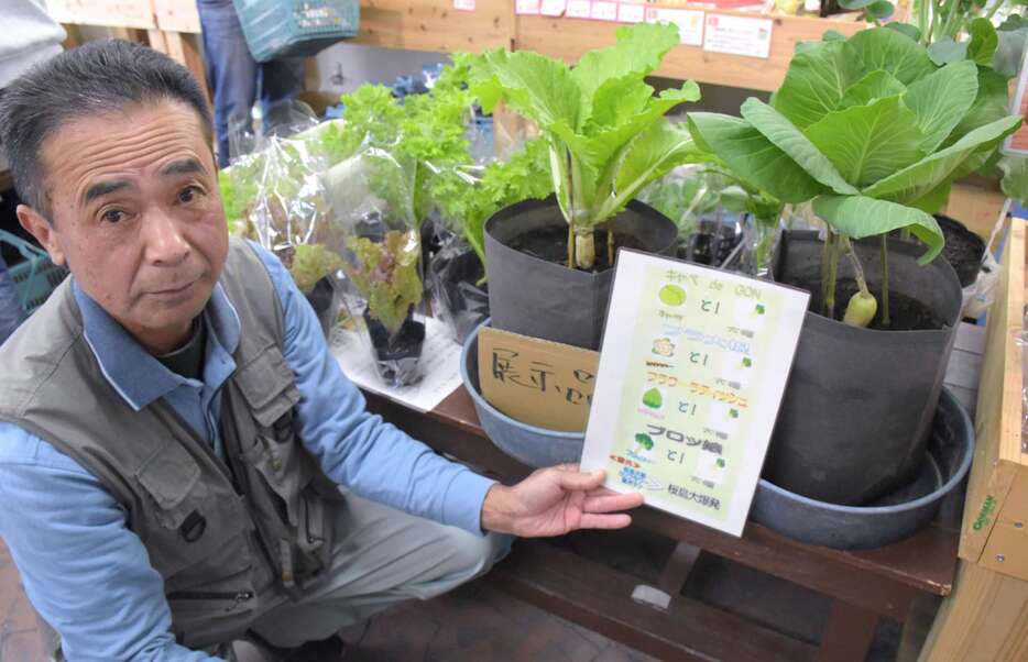 大根にキャベツや白菜を接ぎ木したものを育てる上拂明弘さん＝指宿市の道の駅いぶすき彩花菜館