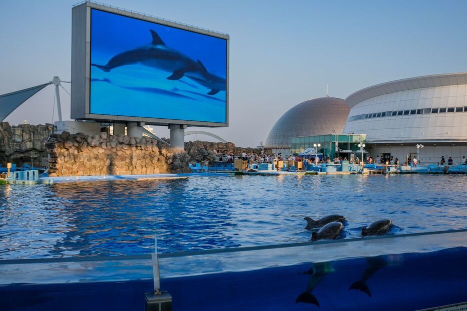 大画面のイルカと、大水槽のイルカ（メインプールにて）（C）2015～2024GeorgeNobechi