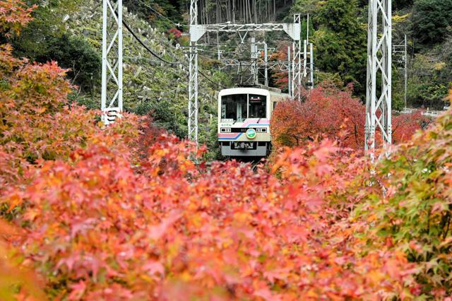 色づいたモミジのそばを走る叡山電鉄の800系電車=2024年11月22日、京都市左京区、筋野健太撮影