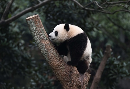 重慶動物園のジャイアントパンダ「莽燦燦」（2024年12月1日撮影、資料写真）。