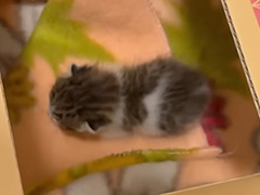 緊急保護した子猫