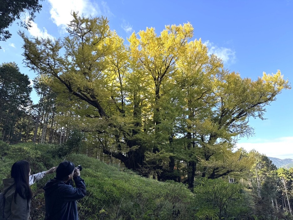 見頃を迎え、まぶしい輝きを放つ常瀧寺の大イチョウを撮影する観光客＝兵庫県丹波市青垣町大名草で