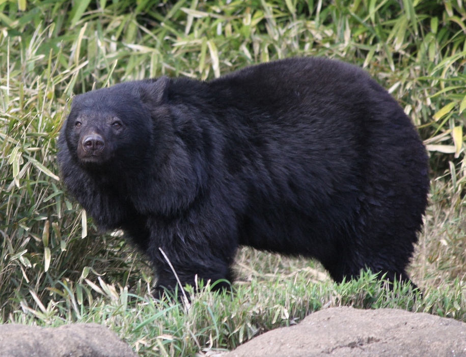 ニホンツキノワグマ（クマ科）