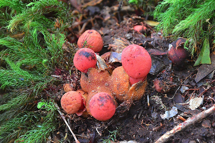 早くも開花した「ヤクシマツチトリモチ」（1日午前10時頃、西康範さん撮影）