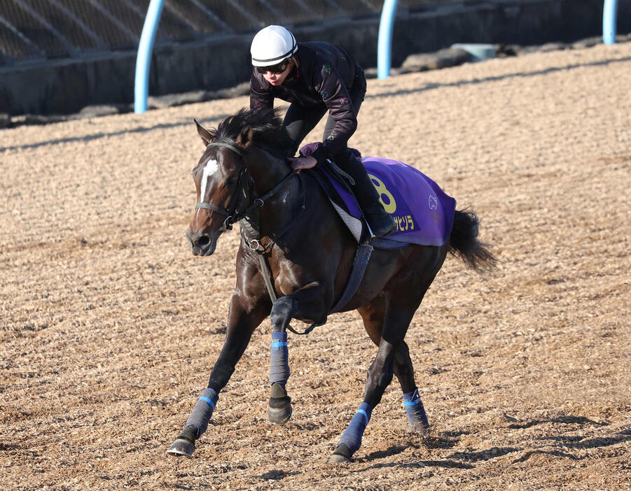 ジュンアサヒソラは横山和騎手を背に美浦ウッドで追い切られた（撮影・丹羽敏通）