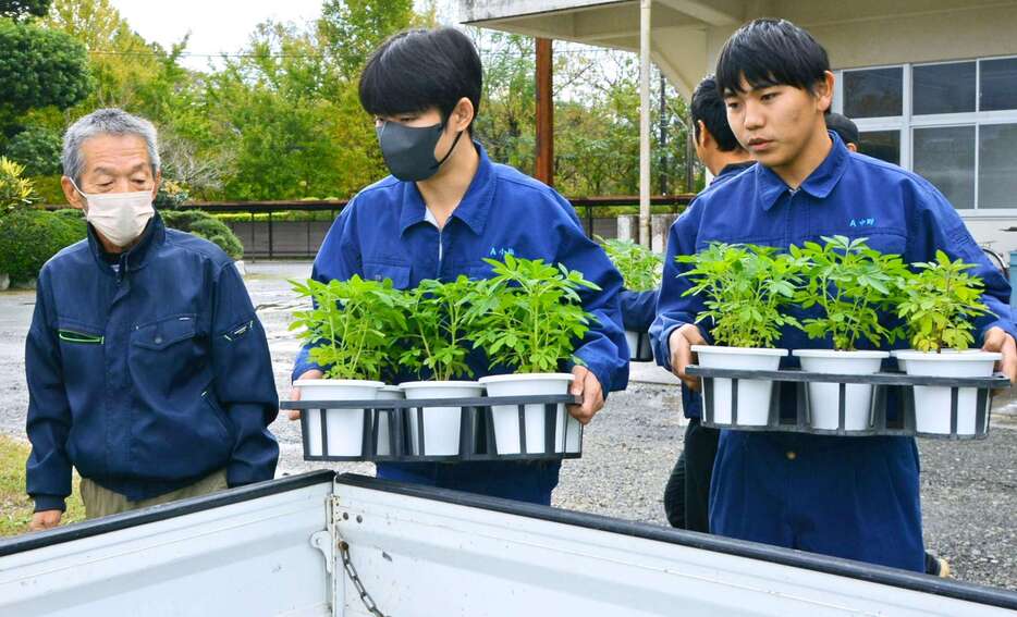 育てたクレオメをトマト農家に配る薩摩中央高校生＝さつま町虎居